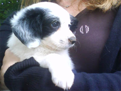 Θέλετε να υιοθετήσετε κάποιο ζωάκι;